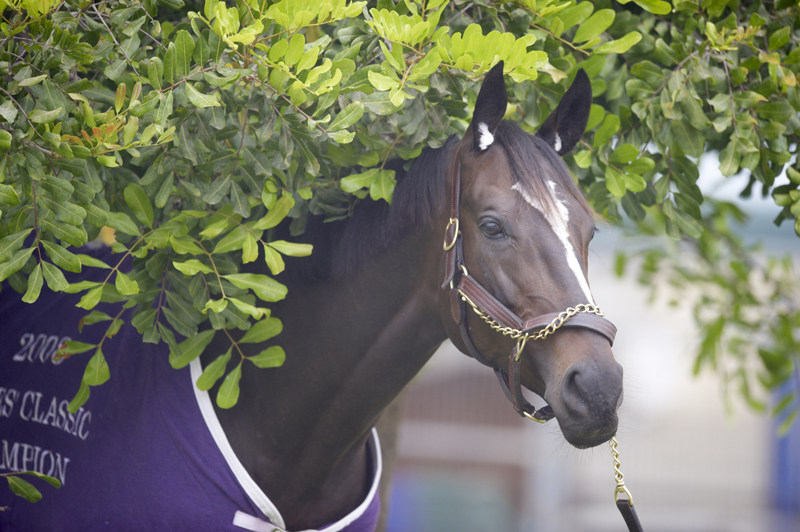 Zenyatta standing under a tree.