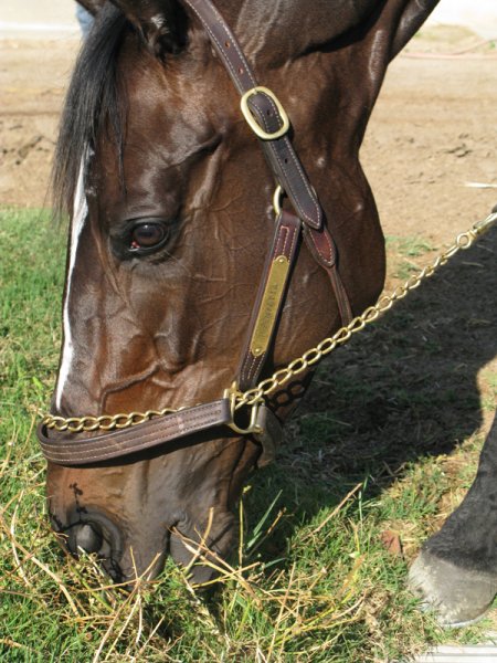 Zenyatta grazing close-up.