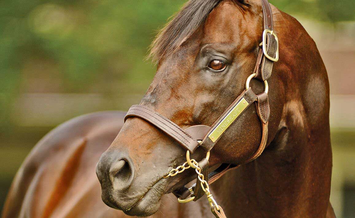 Image of Mineshaft at Lane's End Farm