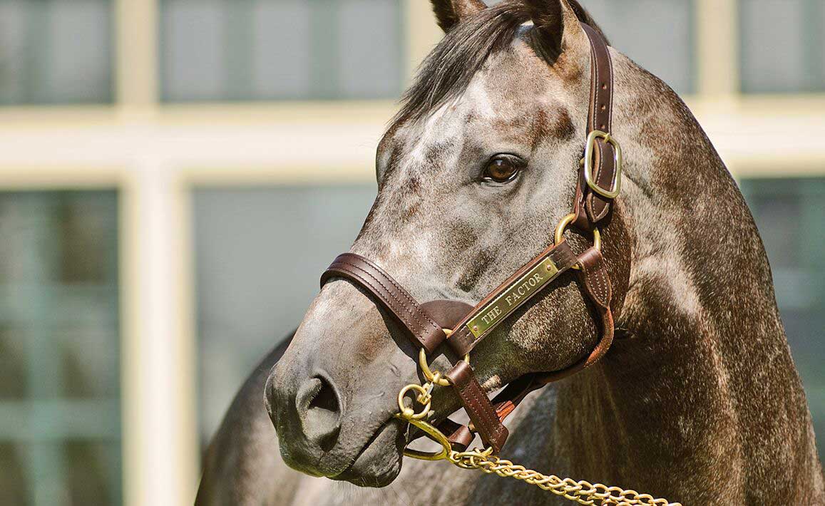 Image of The Factor at Lane's End Farm