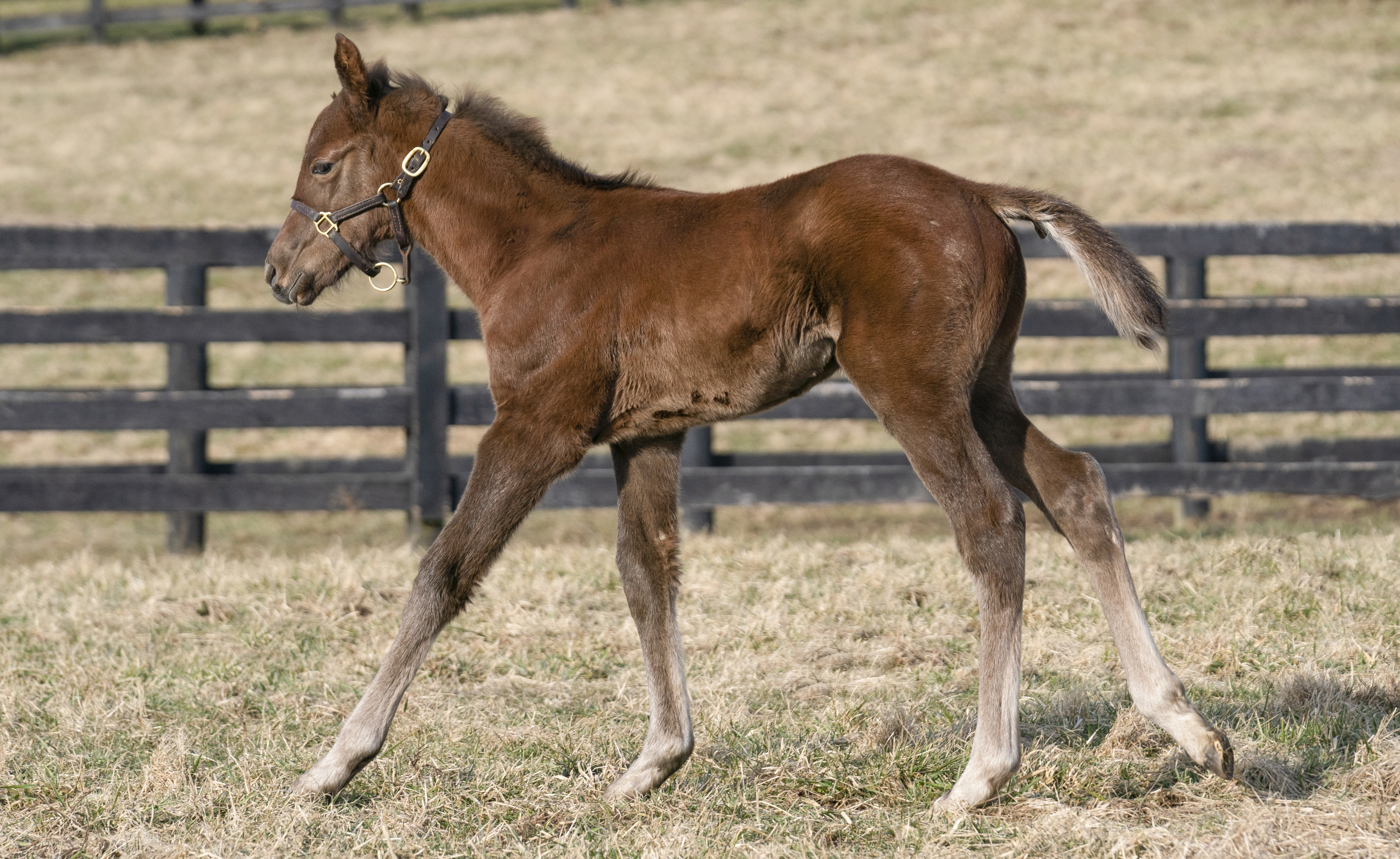 Gift Box foal image