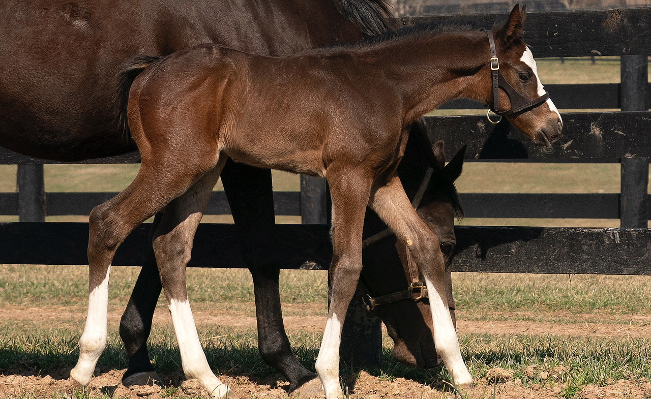 HAP foal image