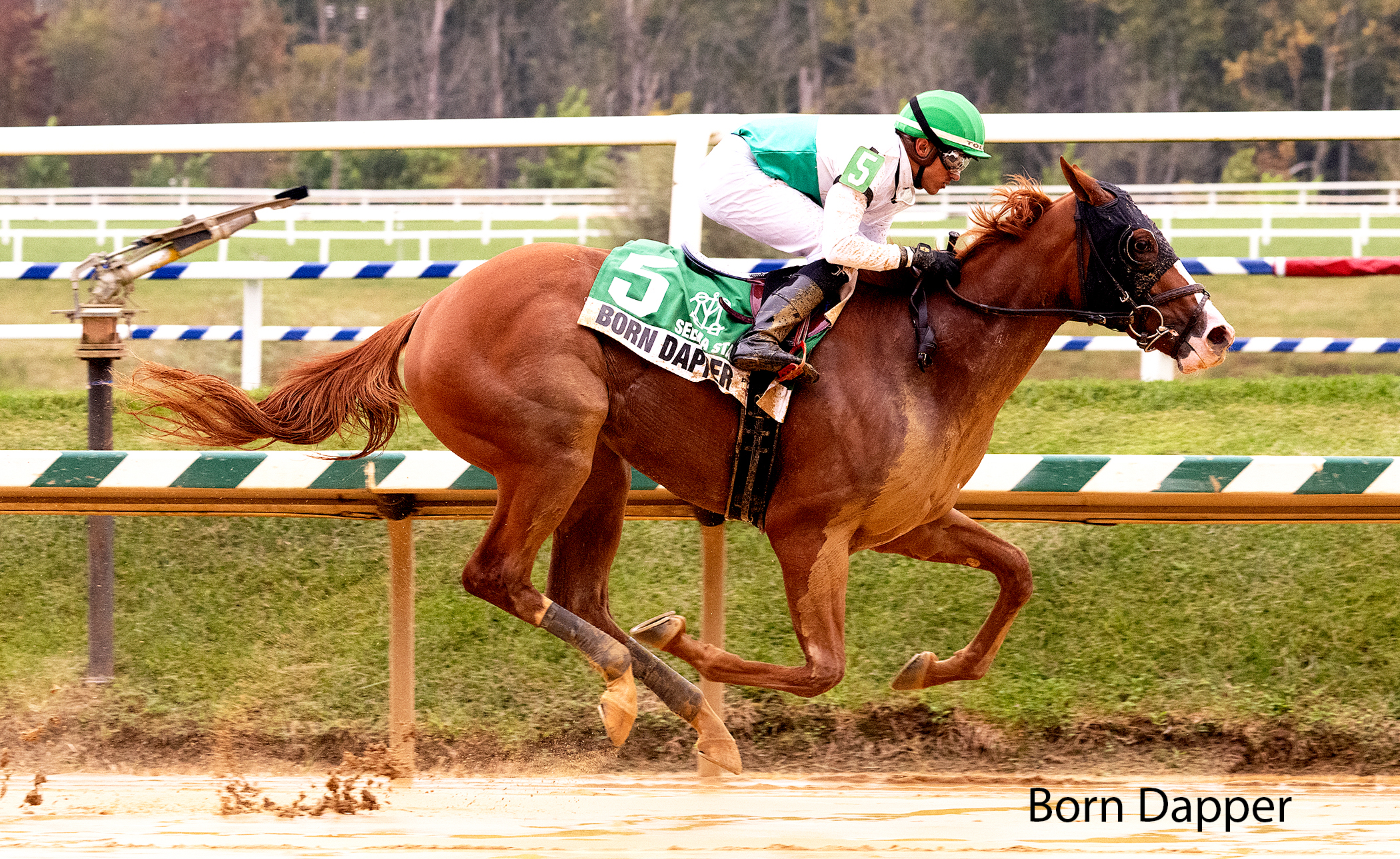 racing image of born dapper