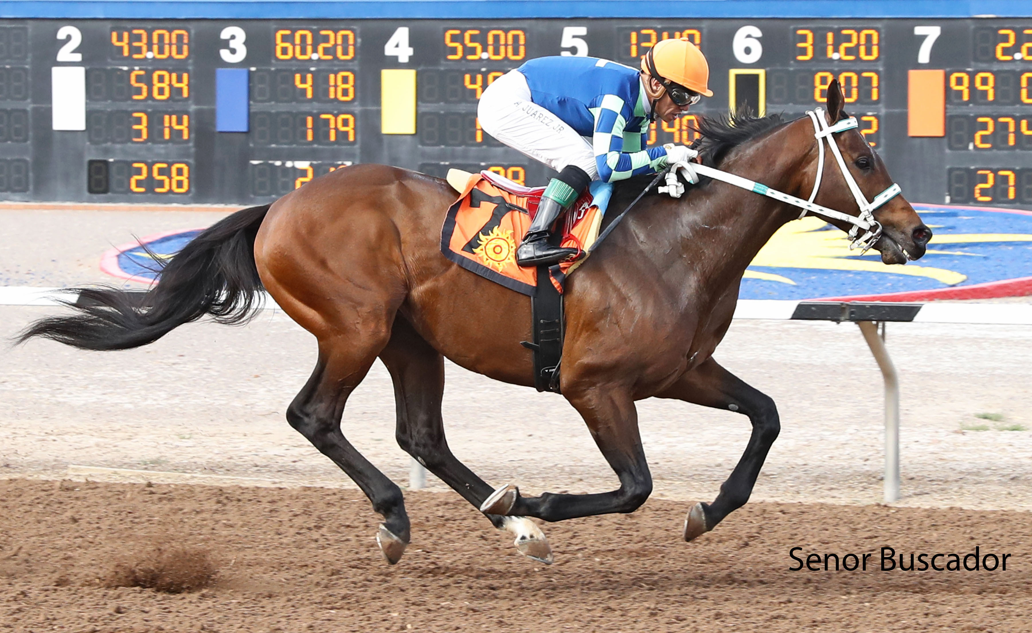 Racing image of Senor Buscador