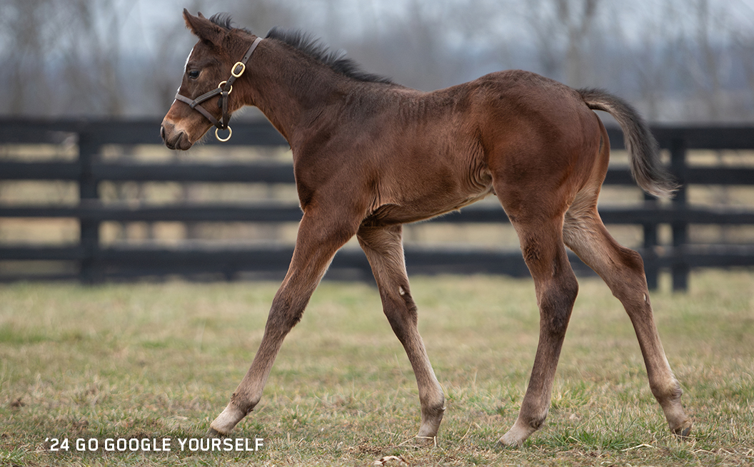 '24 Go Google Yourself