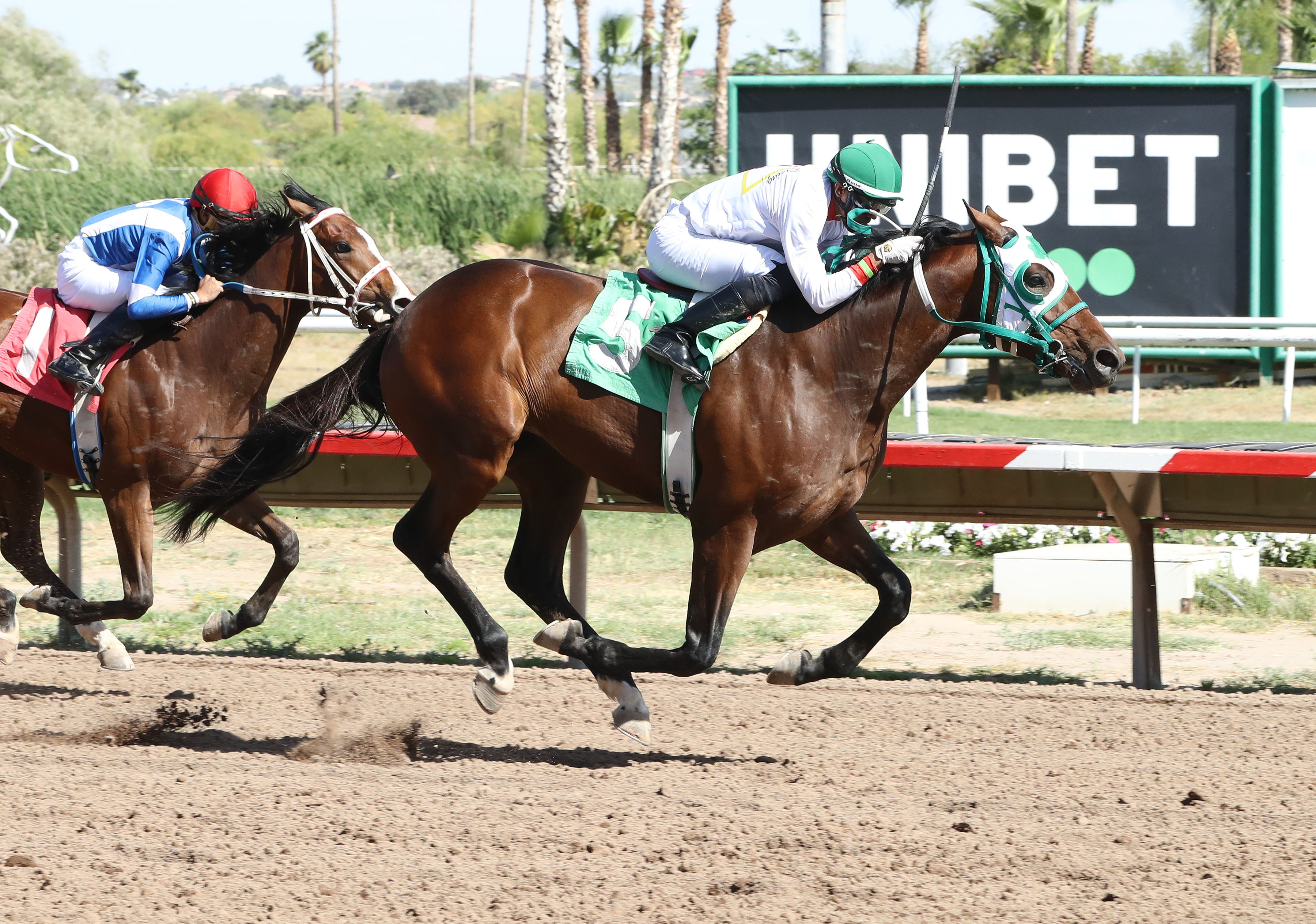 MSW Winner Dancing Porky