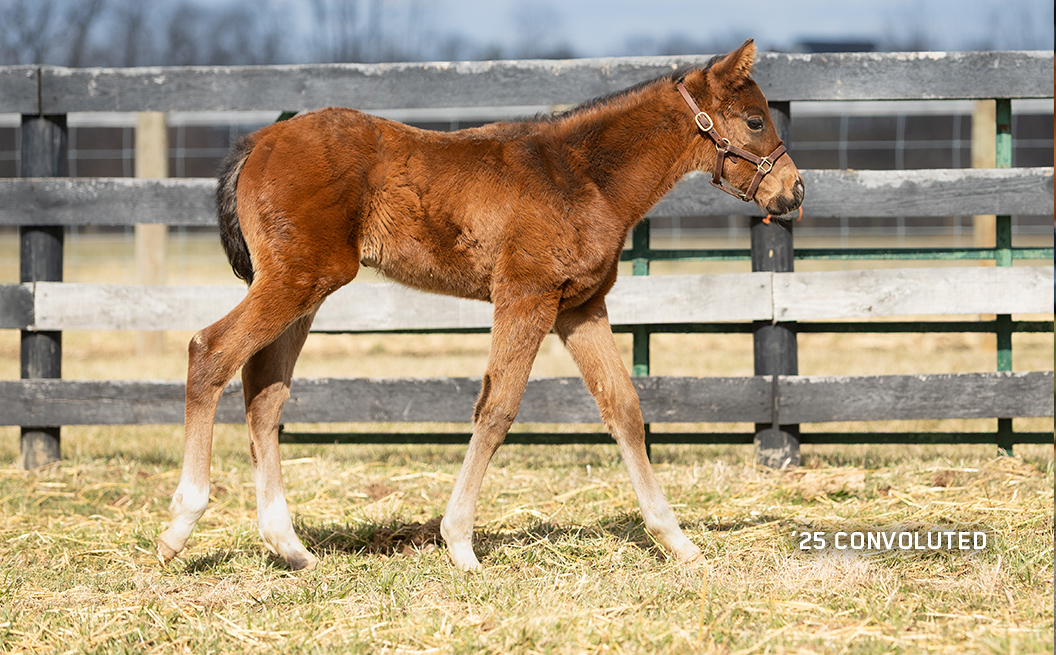 Colt out of Convoluted
