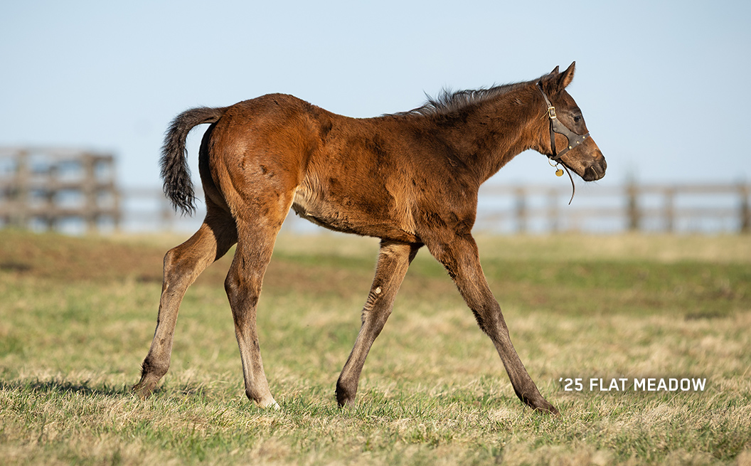 Filly out of Flat Meadow