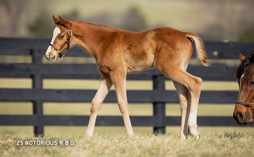 Colt out of Notorious R B G
