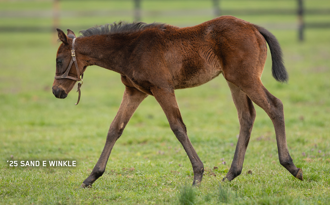 Filly out of Sand E Winkle